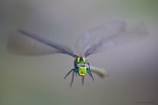 Southern hawker - Aeshna cyanea, August 2015, Morava, Czech republic